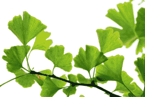 Ginkgo biloba tree with supplement