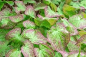 Horny Goat Weed